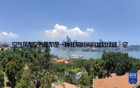空气凤梨空气凤梨是一种非常时尚的盆栽绿植, 它不需要土壤, 只需将其悬挂在空中, 用空气中的水分和养分就能生长