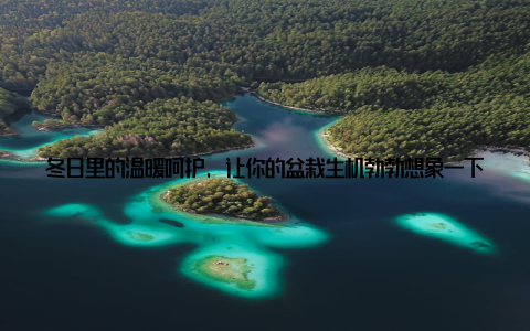 冬日里的温暖呵护, 让你的盆栽生机勃勃想象一下, 当你走进温暖的房间, 看到那些在冬日里依然绿意盎然的盆栽, 心情是否会变得愉悦? 这些绿色的生命, 不仅装点了你的生活, 更是冬日里的一抹温暖