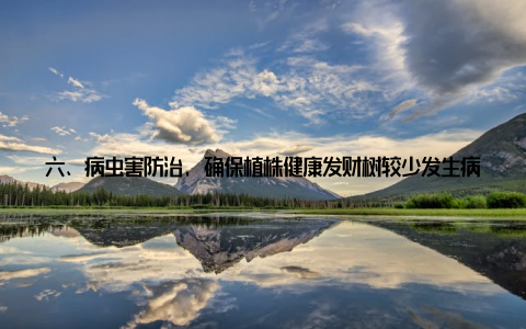 六、病虫害防治, 确保植株健康发财树较少发生病虫害, 但也要注意以下几点 保持空气流通, 避免病害滋生