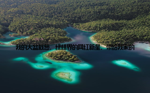 我的大盆栽葱, 绿植界的网红新星, 带给我家的春天! 嘿, 各位朋友们, 今天我要和大家分享一个让我家焕发新生的秘密武器大盆栽葱! 没错, 就是那种我们平时在厨房里常见的葱, 现在竟然成了家居绿植的新宠, 还引起了网络热议