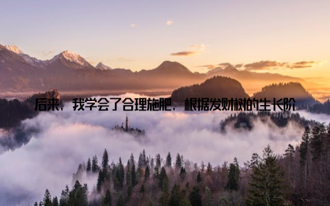 后来, 我学会了合理施肥, 根据发财树的生长阶段和土壤情况, 适量施用肥料, 这才让发财树长得越来越旺盛