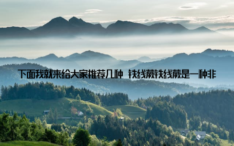 下面我就来给大家推荐几种 铁线蕨铁线蕨是一种非常适合冬季养护的盆栽, 它耐寒、耐旱, 即使在寒冷的冬天也能保持翠绿