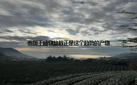 而国王植物盆栽正是这个趋势的产物