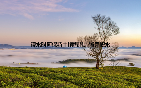 浇水时应保持土壤微湿, 避免积水