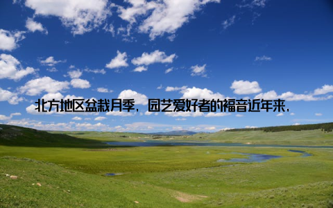 北方地区盆栽月季, 园艺爱好者的福音近年来, 随着园艺文化的普及, 越来越多的人开始关注并喜爱盆栽月季