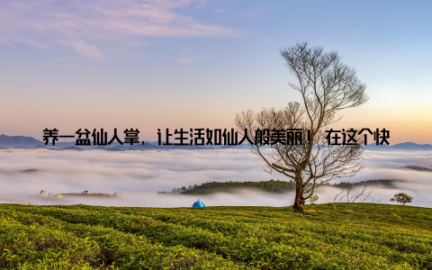 养一盆仙人掌, 让生活如仙人般美丽! 在这个快节奏的时代, 我们总是渴望找到一种方式, 让生活慢下来, 找到一份属于自己的宁静与美好