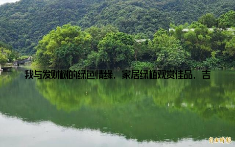 我与发财树的绿色情缘, 家居绿植观赏佳品, 吉祥富贵满溢家嘿, 各位亲爱的朋友们, 今天我要给大家分享一段我与发财树的绿色情缘