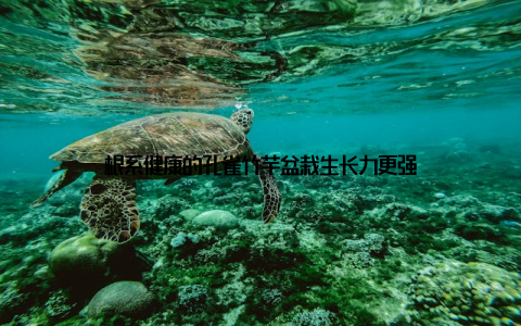 根系健康的孔雀竹芋盆栽生长力更强