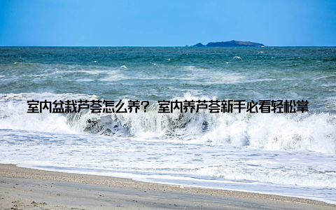 室内盆栽芦荟怎么养? 室内养芦荟新手必看轻松掌握芦荟养护秘诀, 让植物焕发生机! 以上六个方面的养护, 相信你的芦荟一定会茁壮成长, 为你的家居增添一抹绿意