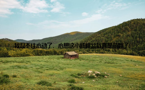 我忍不住心动了, 心想这小核桃盆栽真是萌翻了, 带回家肯定能成为家居新宠! 于是, 我毫不犹豫地买下了几盆, 小心翼翼地捧回了家