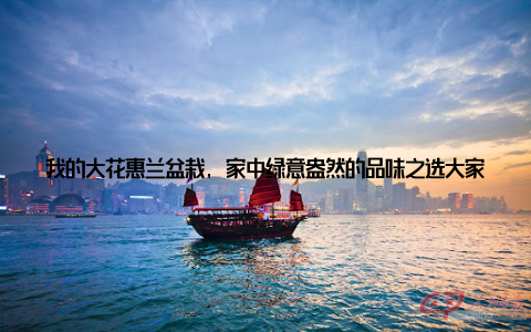我的大花惠兰盆栽, 家中绿意盎然的品味之选大家好, 今天我要给大家分享的是我家中的一件宝贝大花惠兰盆栽