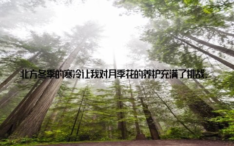 北方冬季的寒冷让我对月季花的养护充满了挑战, 但经过一段时间的摸索和实践, 我终于找到了一套适合自己的养护方法