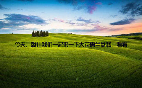 今天, 就让我们一起来一下大花惠兰盆栽, 看看它为何能成为家居绿植的美丽选择! 一、大花惠兰盆栽, 家居绿植新宠近年来, 大花惠兰盆栽逐渐成为了家居绿植的新宠