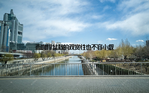 而咖啡盆栽的观赏性也不容小觑