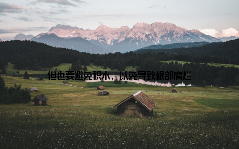 但也要避免积水, 以免导致根部腐烂