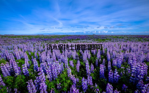 浇水保持土壤微湿即可