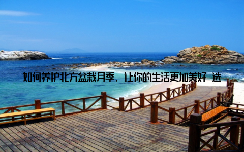 如何养护北方盆栽月季, 让你的生活更加美好 选择合适的花盆选择透气性好、排水性强的花盆, 有利于月季花的生长