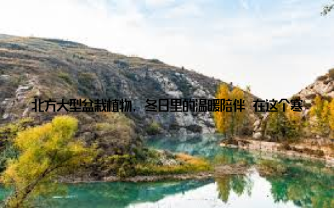 北方大型盆栽植物, 冬日里的温暖陪伴 在这个寒冷的冬日, 北方大型盆栽植物为我们的家居带来了无尽的绿意