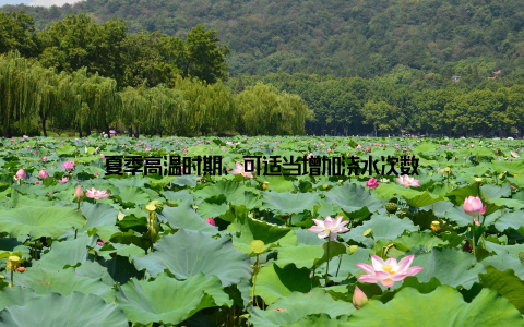 夏季高温时期, 可适当增加浇水次数