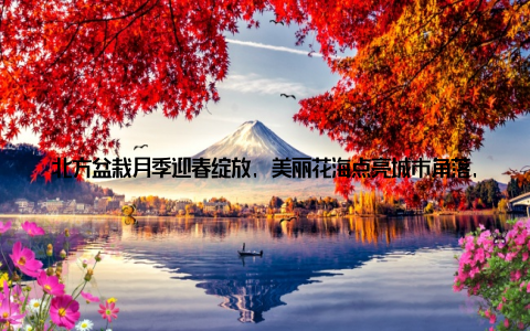 北方盆栽月季迎春绽放, 美丽花海点亮城市角落, 共筑绿色梦想春天, 是万物复苏的季节, 也是城市角落焕发生机的时刻