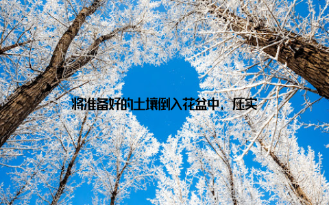 将准备好的土壤倒入花盆中, 压实