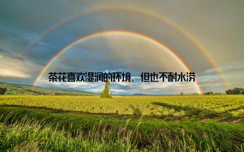 茶花喜欢湿润的环境, 但也不耐水涝