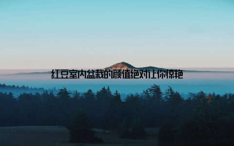 红豆室内盆栽的颜值绝对让你惊艳