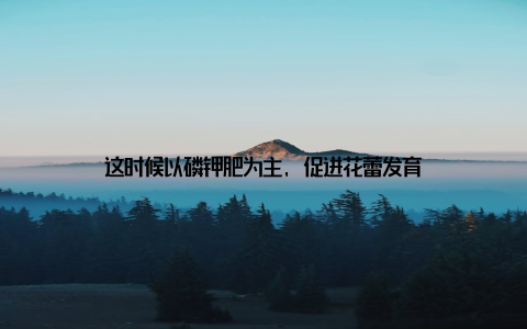 这时候以磷钾肥为主, 促进花蕾发育