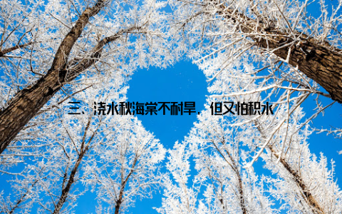 三、浇水秋海棠不耐旱, 但又怕积水