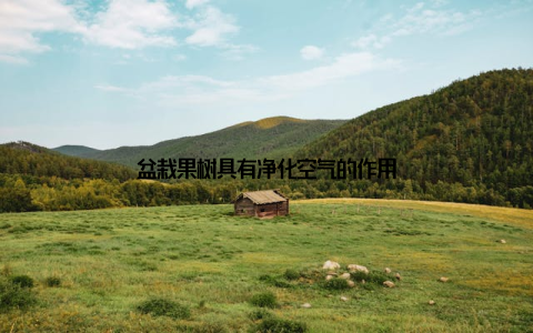 盆栽果树具有净化空气的作用