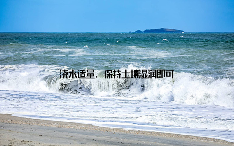 浇水适量, 保持土壤湿润即可