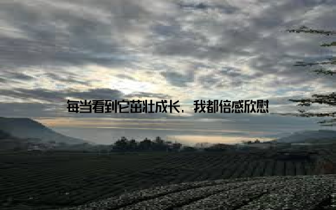 每当看到它茁壮成长, 我都倍感欣慰