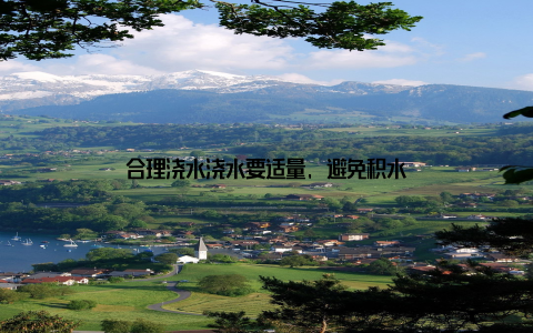 合理浇水浇水要适量, 避免积水