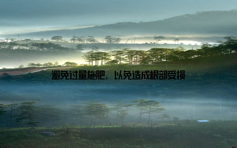 避免过量施肥, 以免造成根部受损