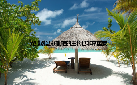 光照对盆栽枇杷的生长也非常重要