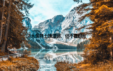 浇水保持土壤湿润, 但不要积水