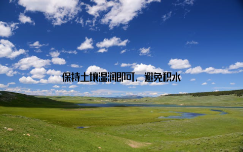 保持土壤湿润即可, 避免积水