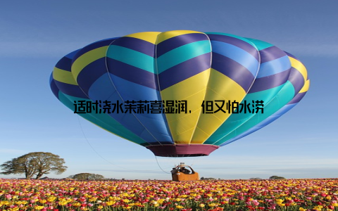 适时浇水茉莉喜湿润, 但又怕水涝