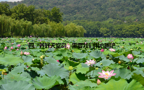 四、养好天堂鸟, 需要我们用心呵护