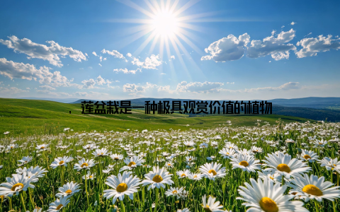 , 莲盆栽是一种极具观赏价值的植物