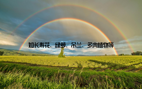 如长寿花、绿萝、吊兰、多肉植物等