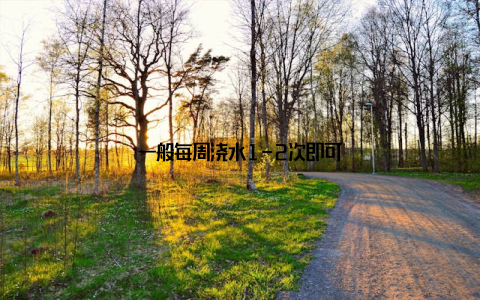 一般每周浇水1-2次即可