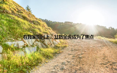 在我家阳台上, 盆栽金虎成为了焦点