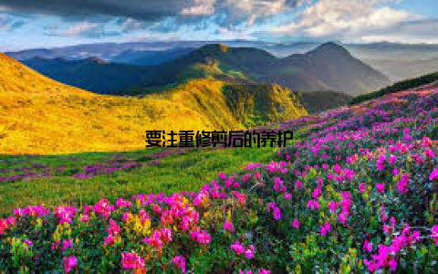 要注重修剪后的养护