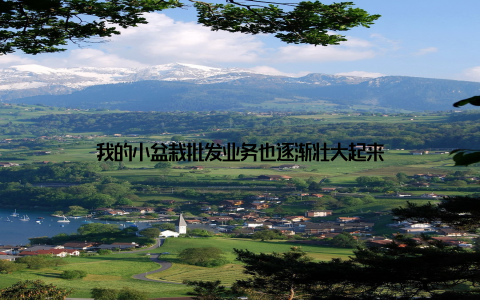 我的小盆栽批发业务也逐渐壮大起来