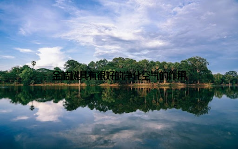 金桔树具有很好的净化空气的作用