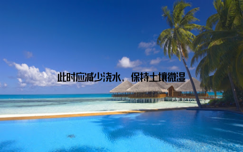此时应减少浇水, 保持土壤微湿