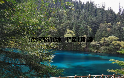 浇水轻轻浇透水, 确保土壤湿润