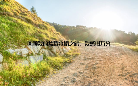 回顾我的盆栽水稻之旅, 我感慨万分