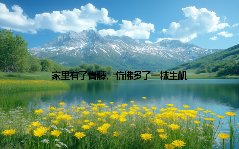 家里有了青藤, 仿佛多了一抹生机